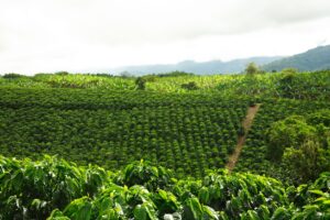 Colombia Coffee Farm