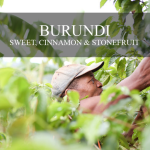 Mission Arabica Burundi Coffee