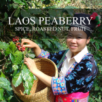 Mission Arabica Laos Peaberry Coffee